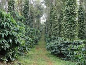 Agriculture Land for Sale in Madikeri, Coorg