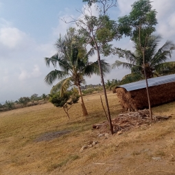 Agriculture Land for Sale in Puliampatti, Erode