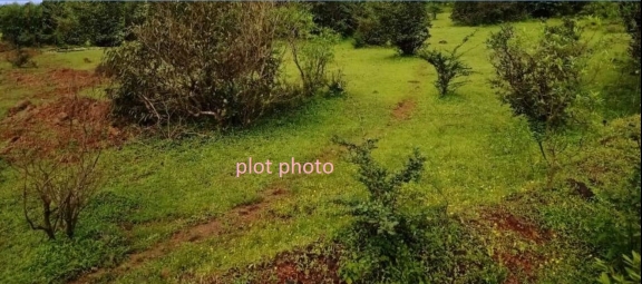 Agriculture Land for Sale in Chandgad, Kolhapur