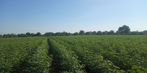 Agriculture Land for Sale in Old Rajkot Hwy, Rajkot