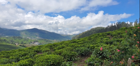 Agriculture Land for Sale in Old Ooty, Ooty